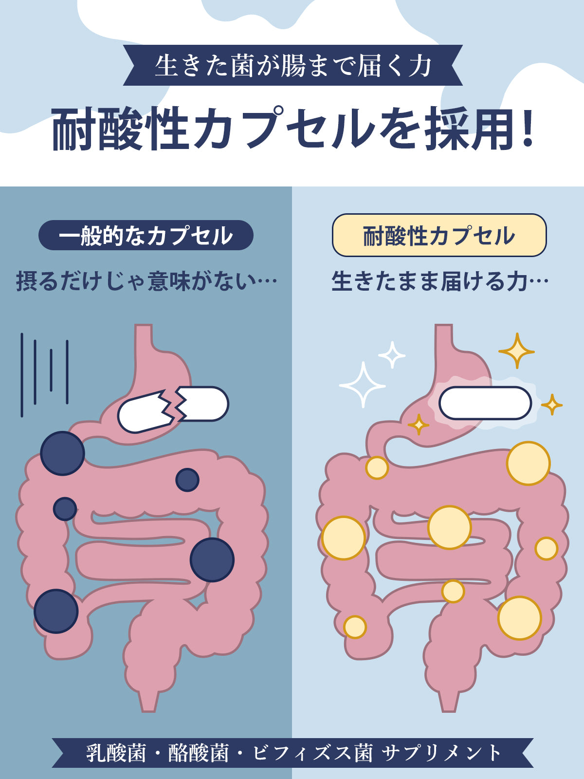 乳酸菌 サプリ 6.5兆個 酪酸菌 ビフィズス菌 オリゴ糖 食物繊維 イヌリン 菌活 耐酸性カプセル採用 国内製造 GMP認定工場 30日分60粒